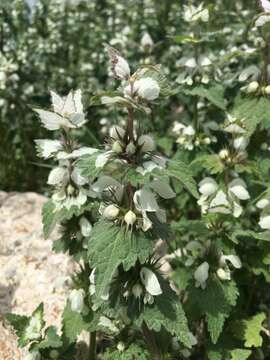 Image of Lamium moschatum Mill.