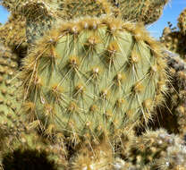 Image of Dollar-joint Prickly-pear