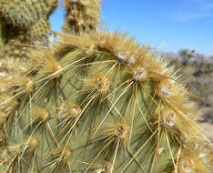 Image of Dollar-joint Prickly-pear