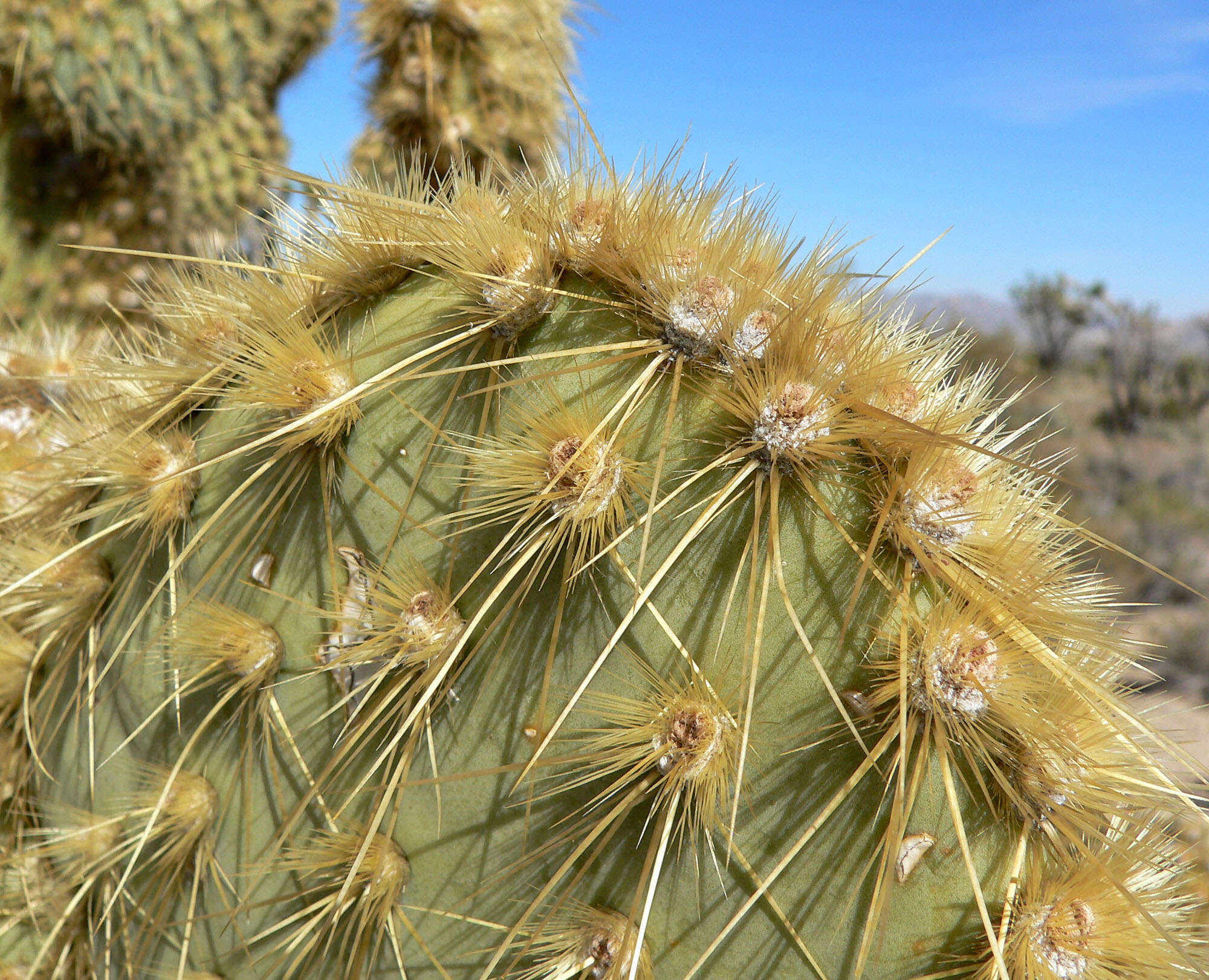 Image of Dollar-joint Prickly-pear