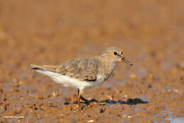 Image of Temminck's Stint