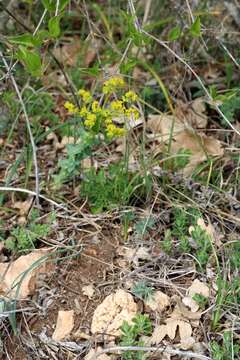 Image of urban spurge