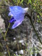 Image of Early blue Disa