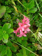 Image of Hairy Alpenrose