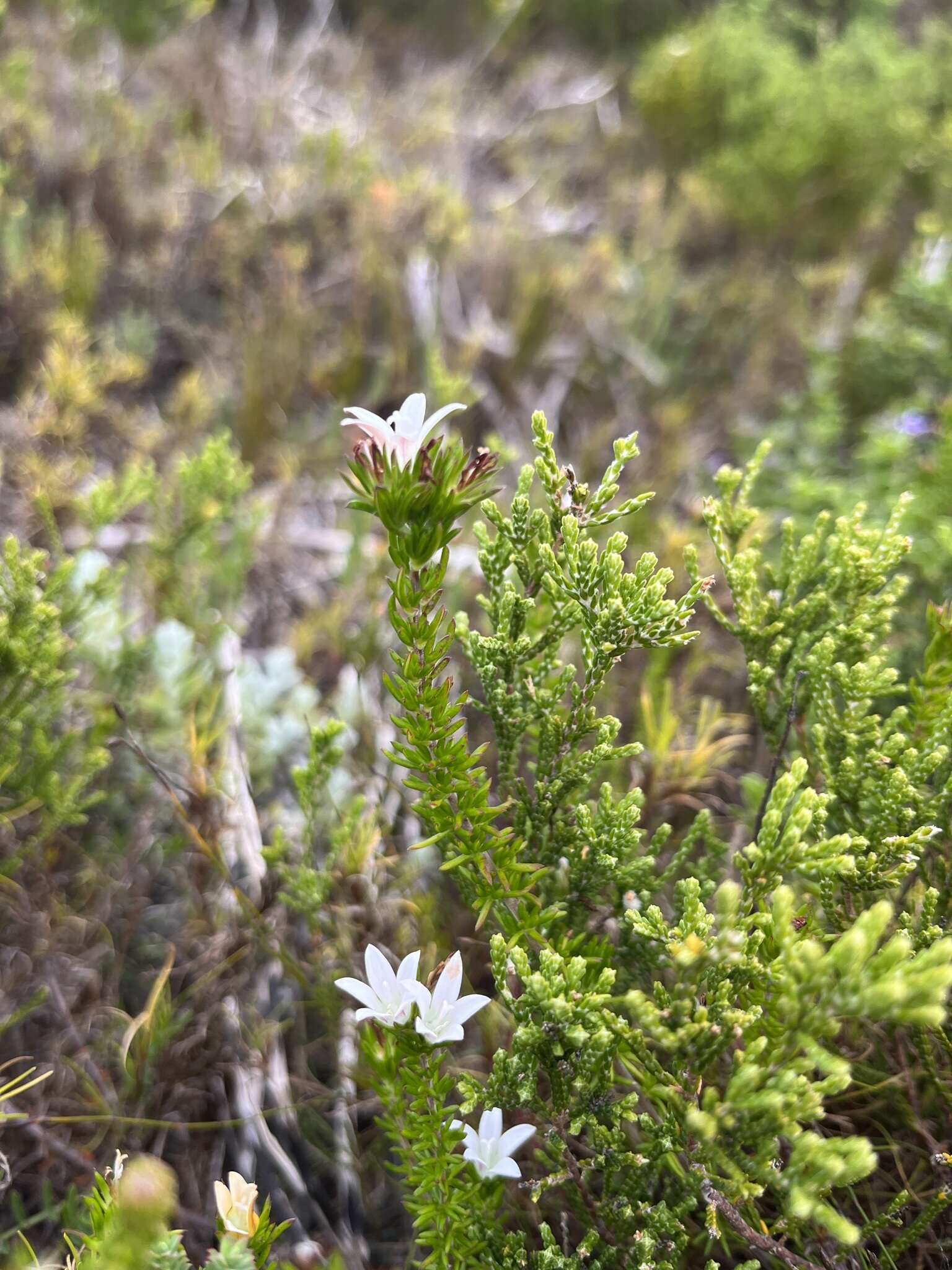 Image of Wahlenbergia calcarea (Adamson) Lammers