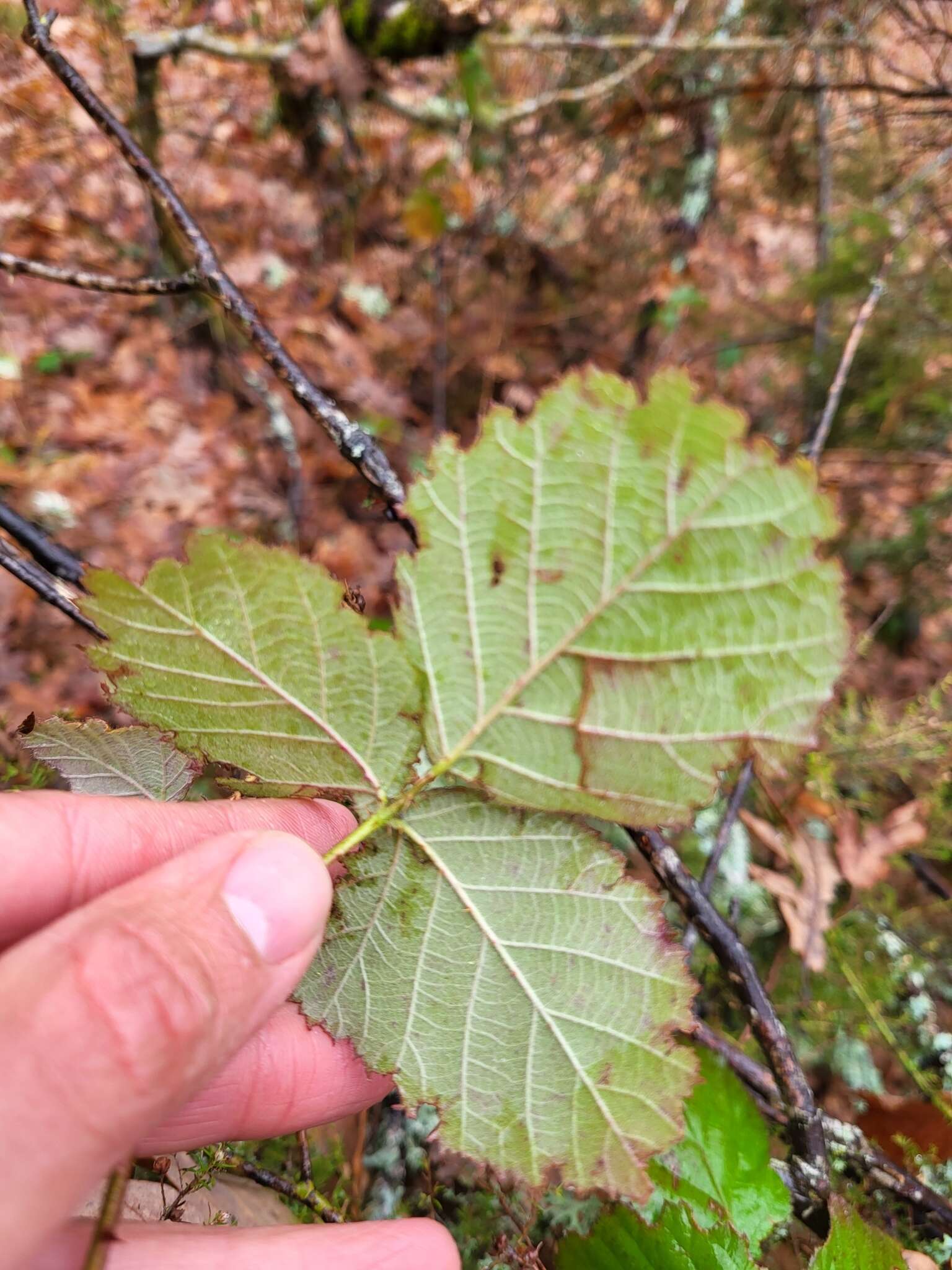 Image de Rubus lainzii H. E. Weber