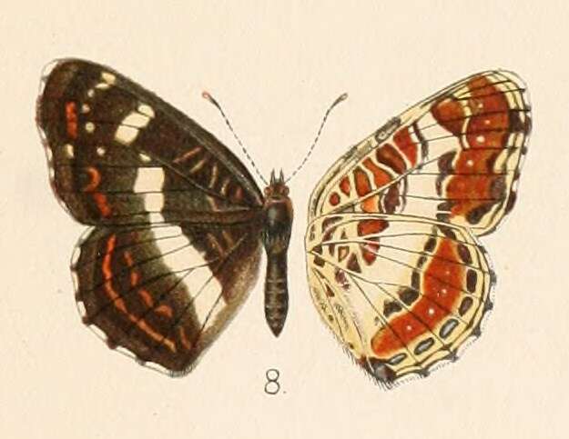 Image of Araschnia burejana Bremer 1861