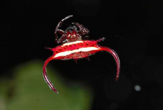 Image of Gasteracantha falcicornis Butler 1873