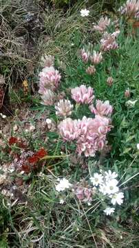 Image of Uinta Clover