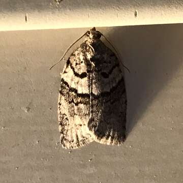 Image of Black-and-grey Banded Leafroller