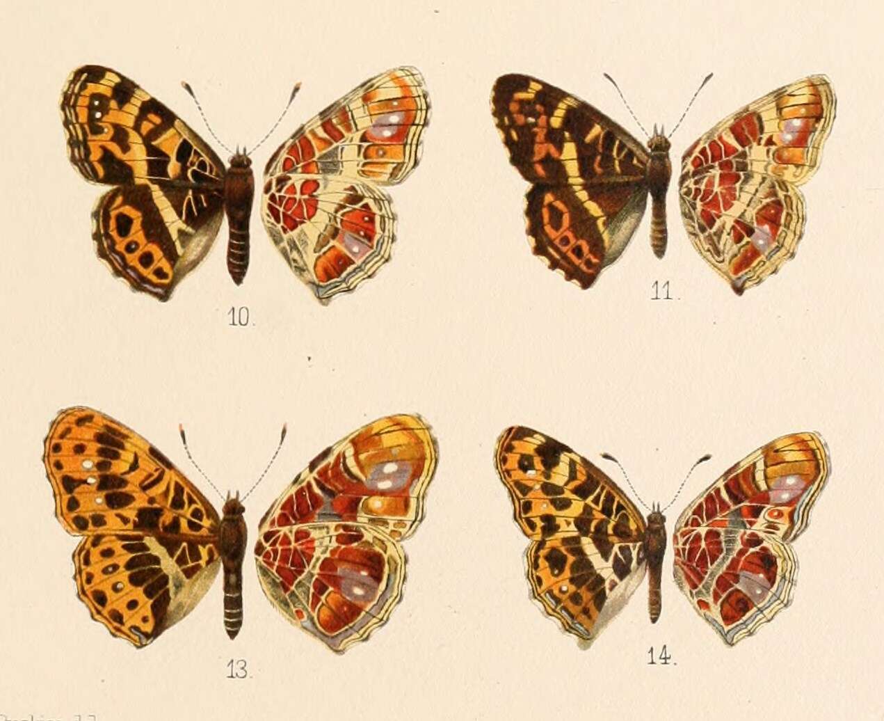 Слика од Araschnia burejana Bremer 1861