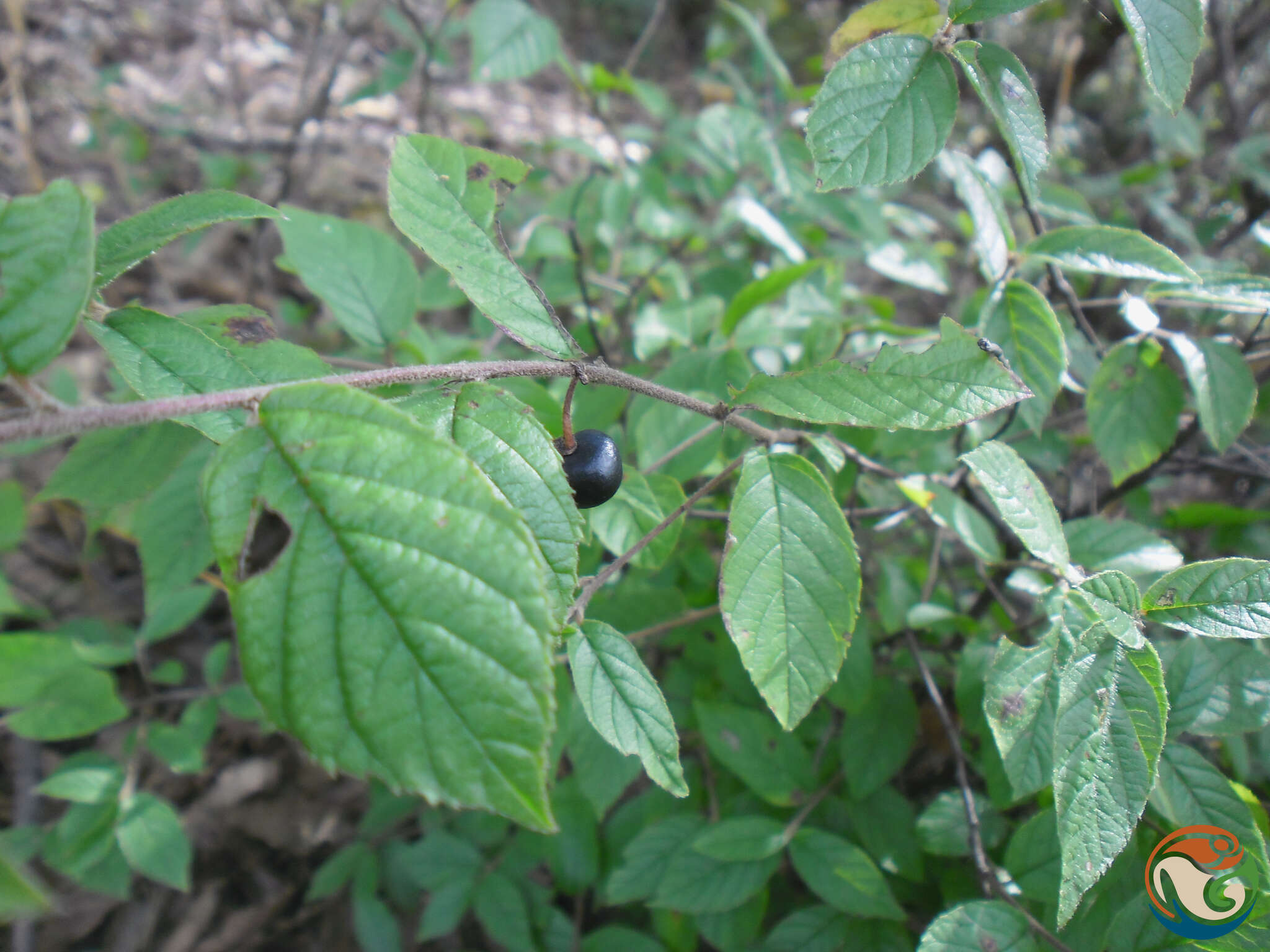 Image of sawleaf buckthorn