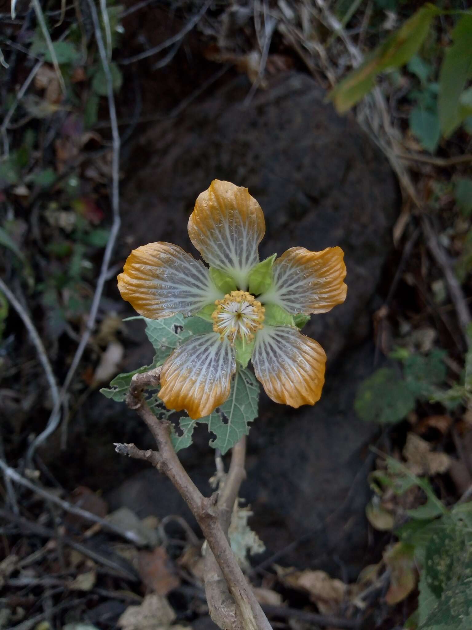 Image of Abutilon ranadei Woodrow & Stapf