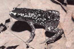 Image of white-spotted humming frog