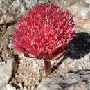 Image of Brunsvigia pulchra (W. F. Barker) D. Müll.-Doblies & U. Müll.-Doblies