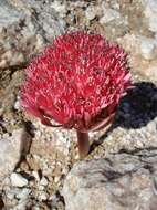 Image of Brunsvigia pulchra (W. F. Barker) D. Müll.-Doblies & U. Müll.-Doblies