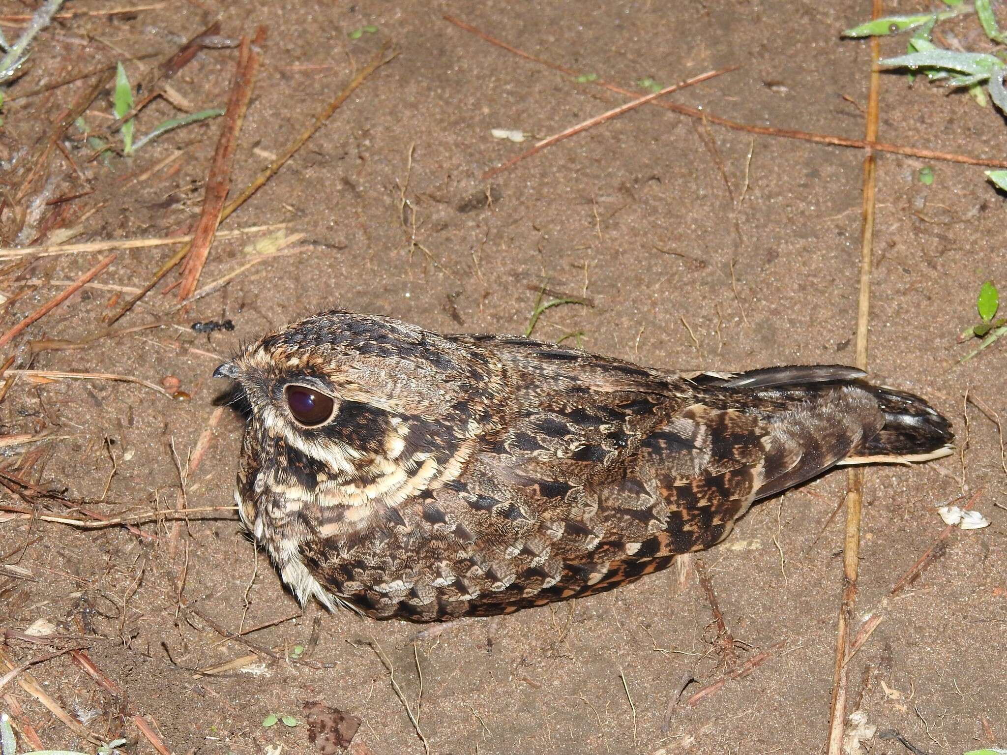 Слика од Caprimulgus natalensis Smith & A 1845