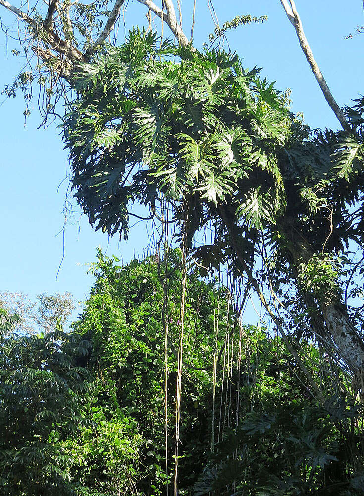 Image of Thaumatophyllum bipinnatifidum