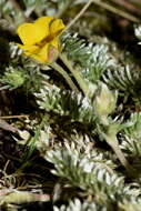 Image of Potentilla candicans Humb. & Bonpl. ex Schltdl.