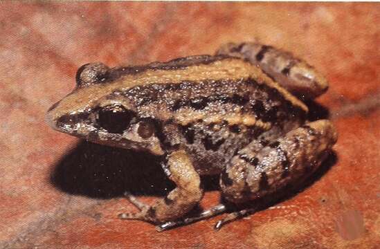 Image de Leptodactylus hylaedactylus