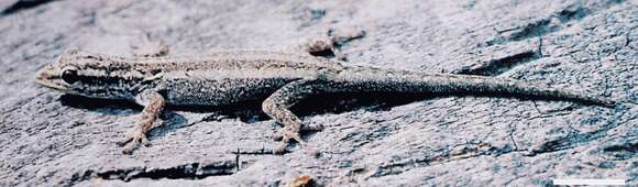 Lygodactylus picturatus (Peters 1870) resmi