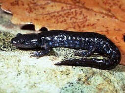 Image of Blue-spotted Salamander