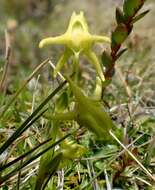 Image de Halenia serpyllifolia J. S. Pringle