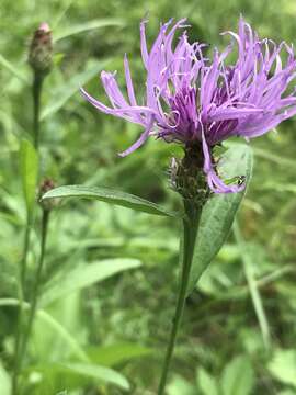 Image of Centaurea oxylepis (Wimm. & Grab.) Hayek