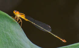 Image of Florida Bluet