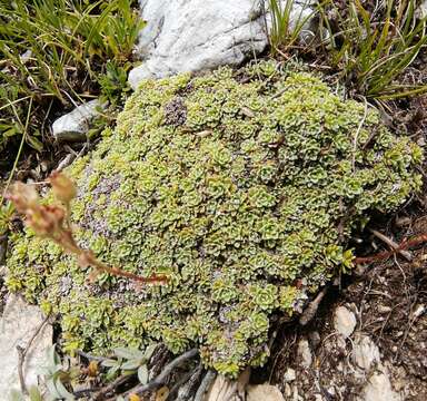 Sivun Saxifraga marginata Sternb. kuva