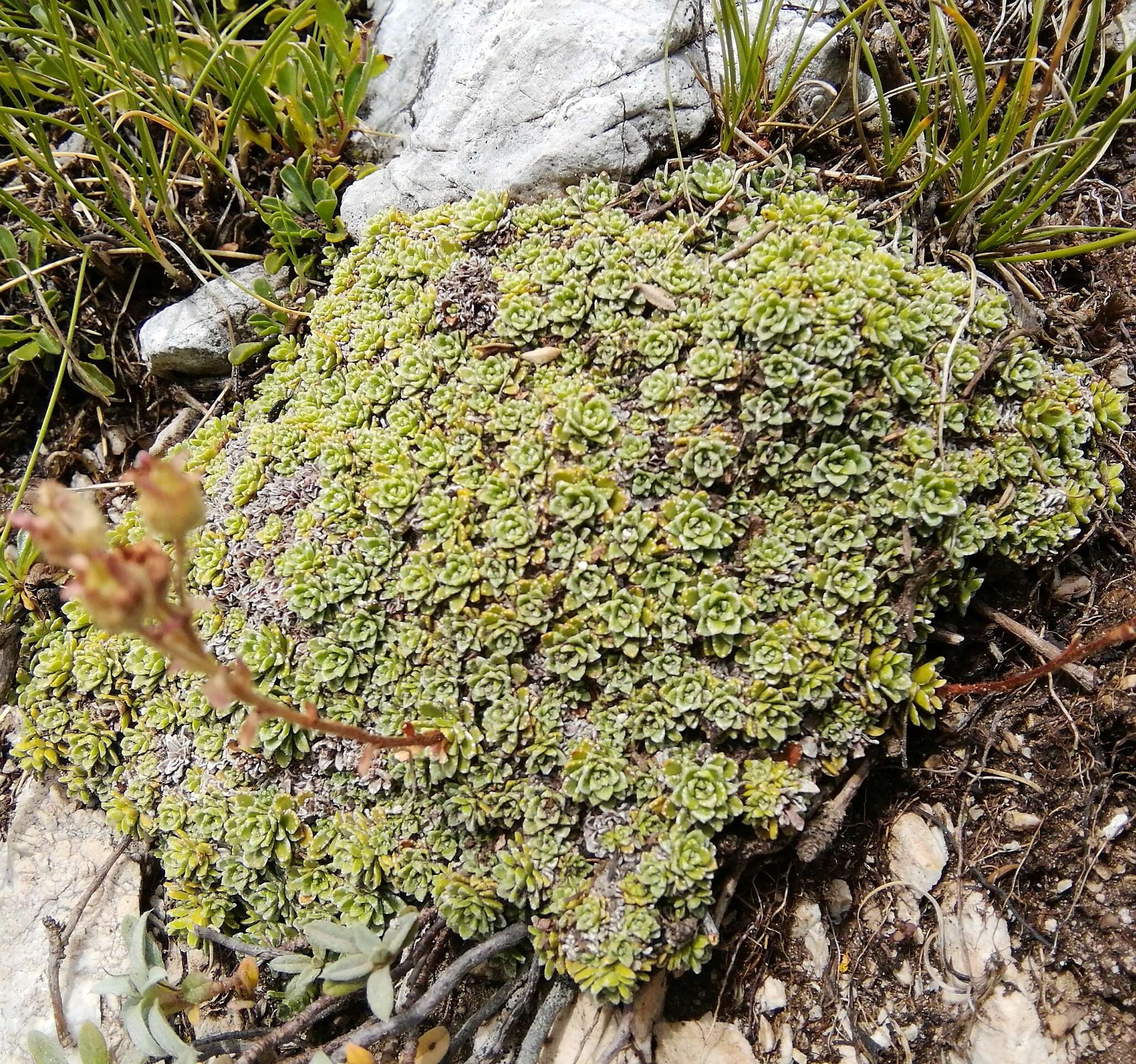 Image of Saxifraga marginata Sternb.