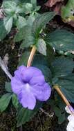 Image of Achimenes longiflora DC.