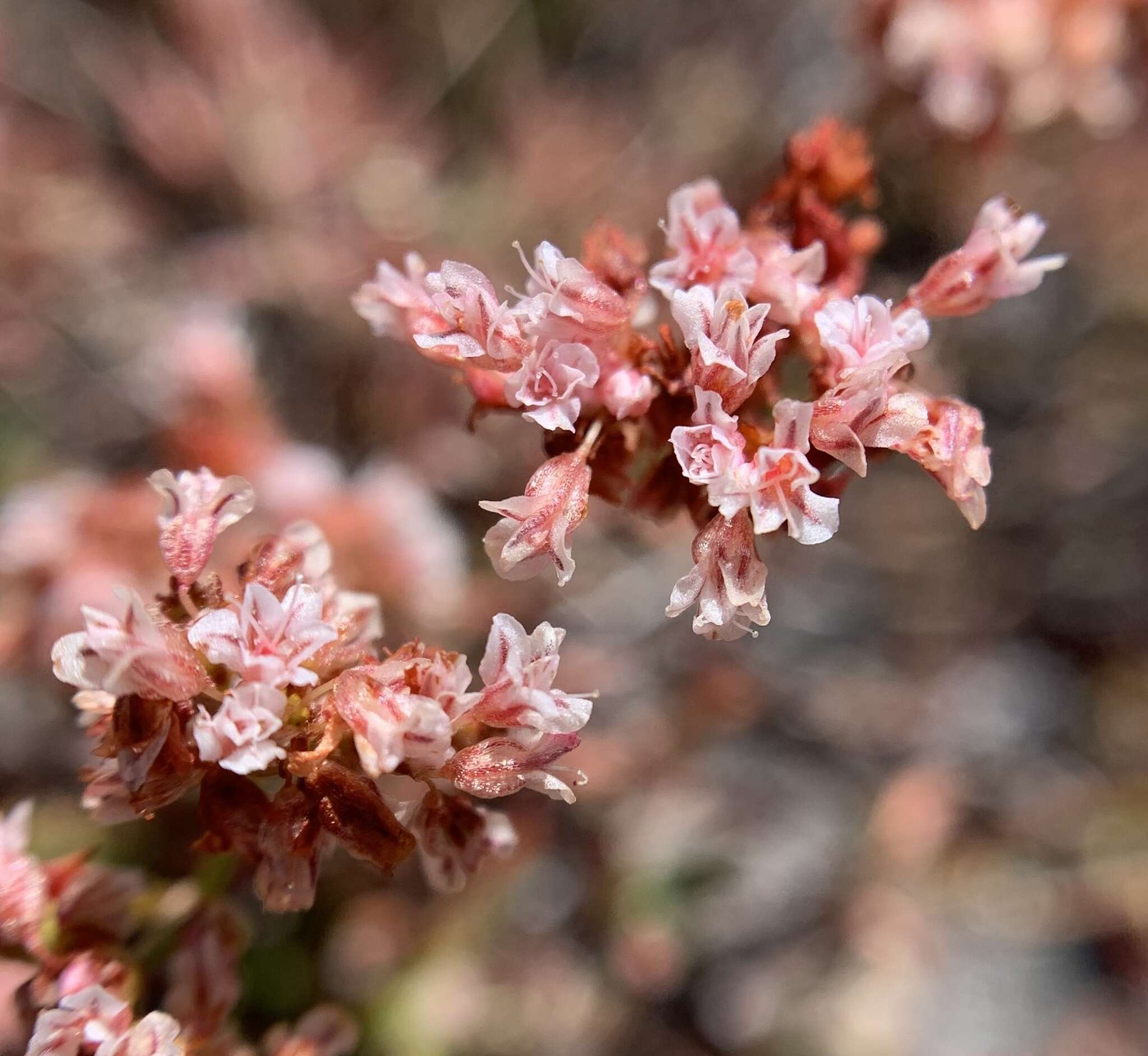 Image of Eriogonum microtheca var. alpinum Reveal