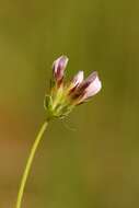 Sivun Trifolium oliganthum Steud. kuva