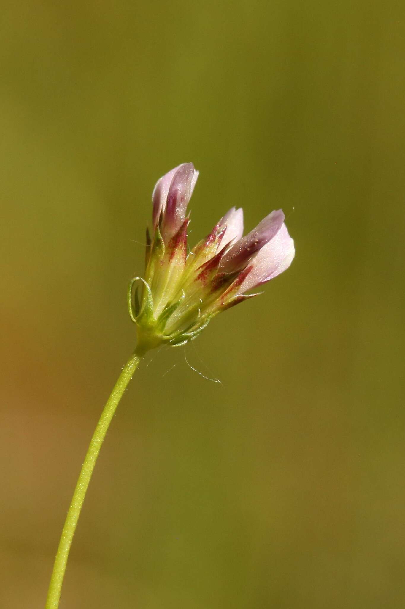 Image of fewflower clover