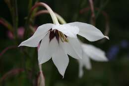 Image of Gladiolus murielae Kelway