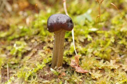 Image of Tolypocladium longisegmentatum (Ginns) Quandt, Kepler & Spatafora 2014