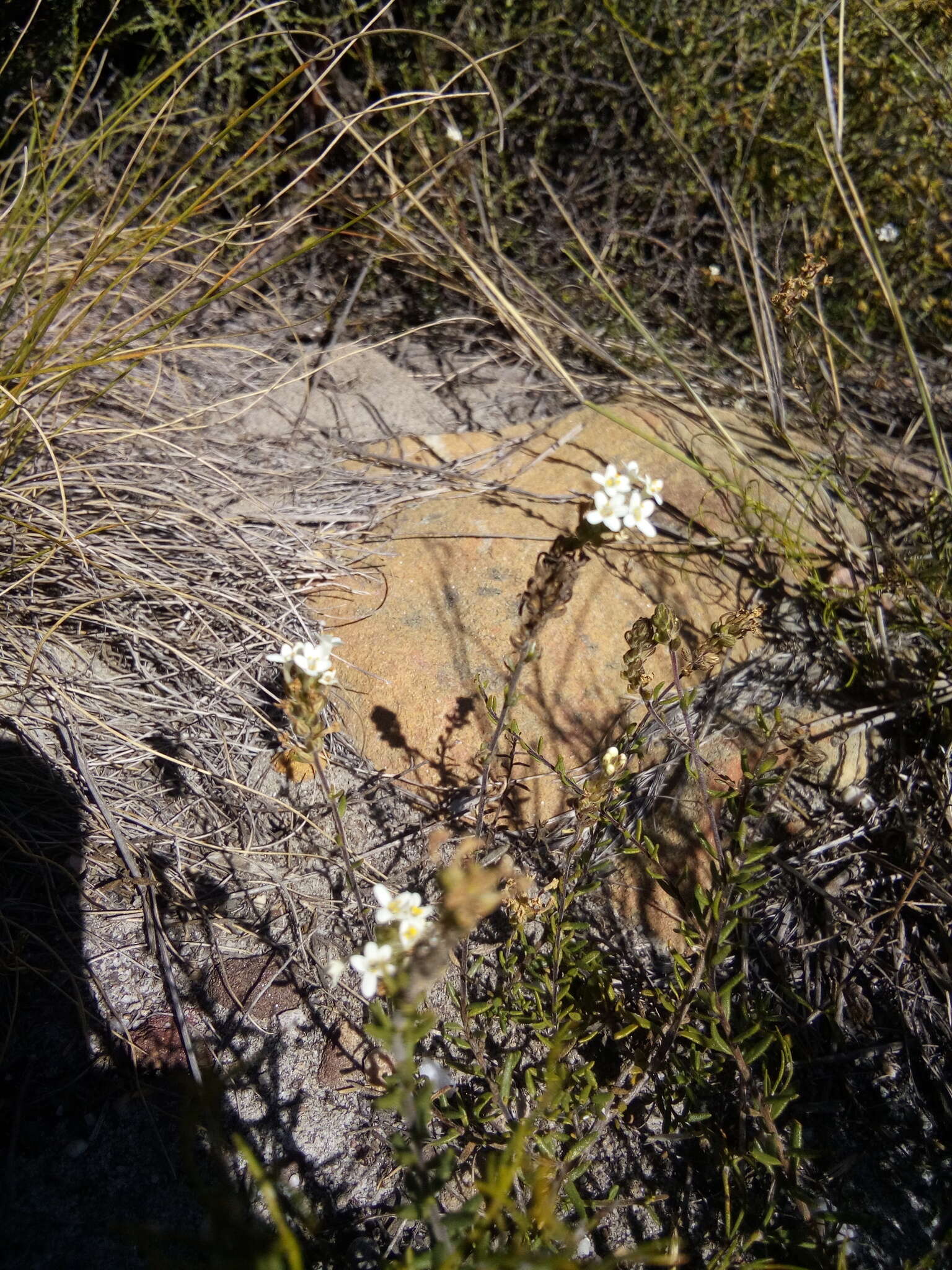 Image of Selago levynsiae O. M. Hilliard