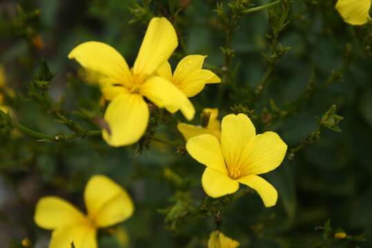 Image of golden flax