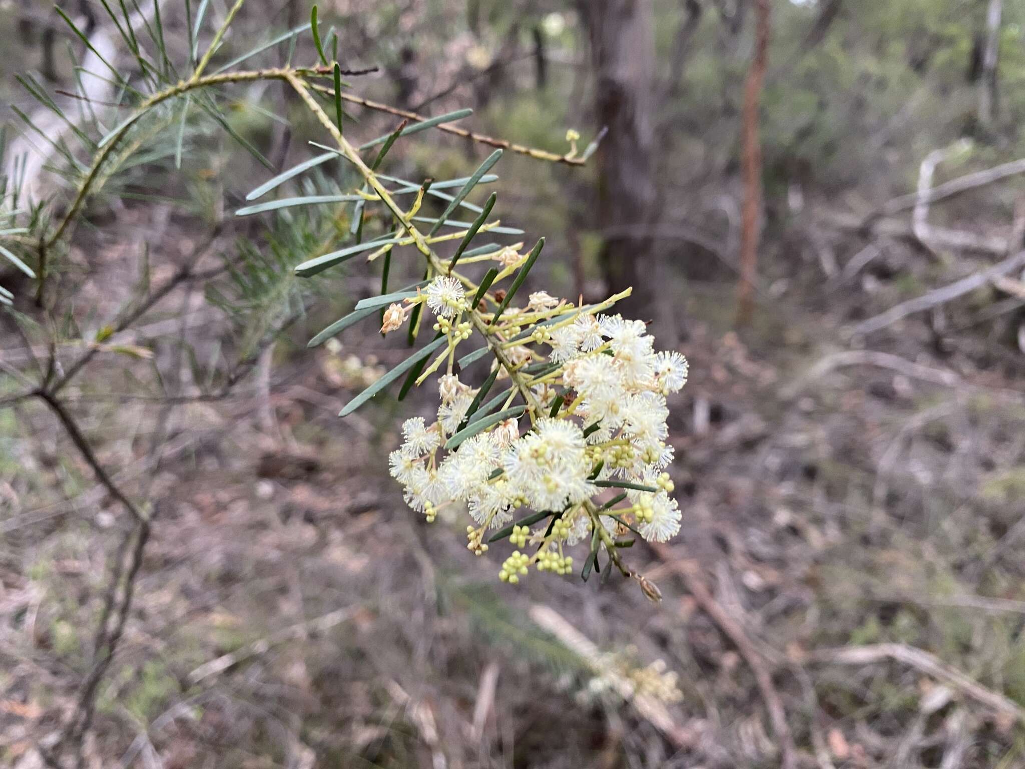 Imagem de Acacia linifolia (Vent.) Willd.