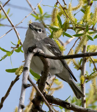 Imagem de Vireo plumbeus Coues 1866