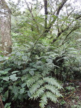 Plancia ëd Ptisana salicifolia (Schrad.) Senterre & Rouhan