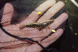 Image of Black tiger shrimp