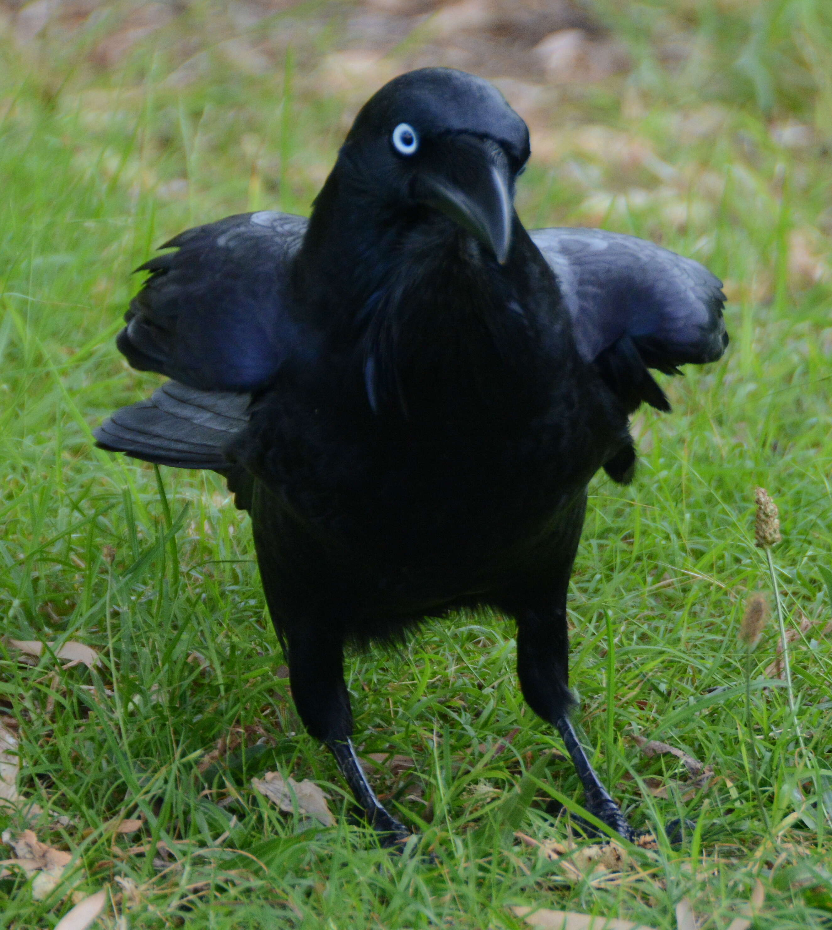 Imagem de Corvus coronoides Vigors & Horsfield 1827