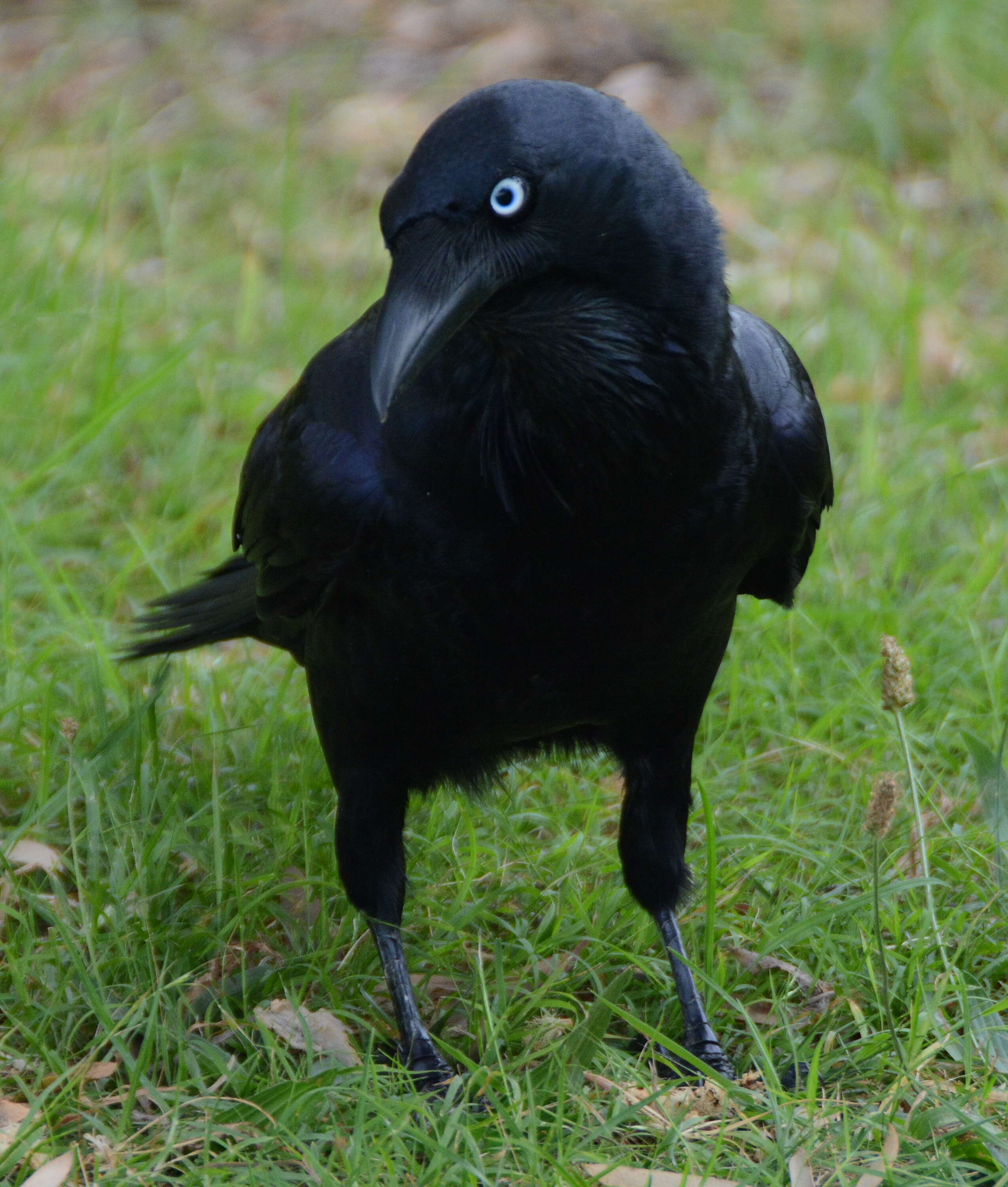 Imagem de Corvus coronoides Vigors & Horsfield 1827