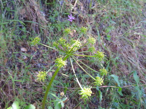 Image of Hartweg's umbrellawort