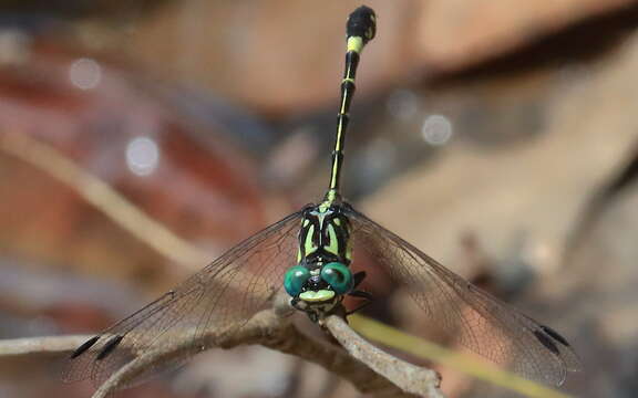 Image of Austroepigomphus Fraser 1953