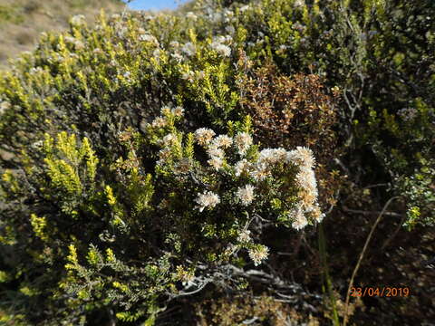 Plancia ëd Cassinia vauvilliersii Hook. fil.