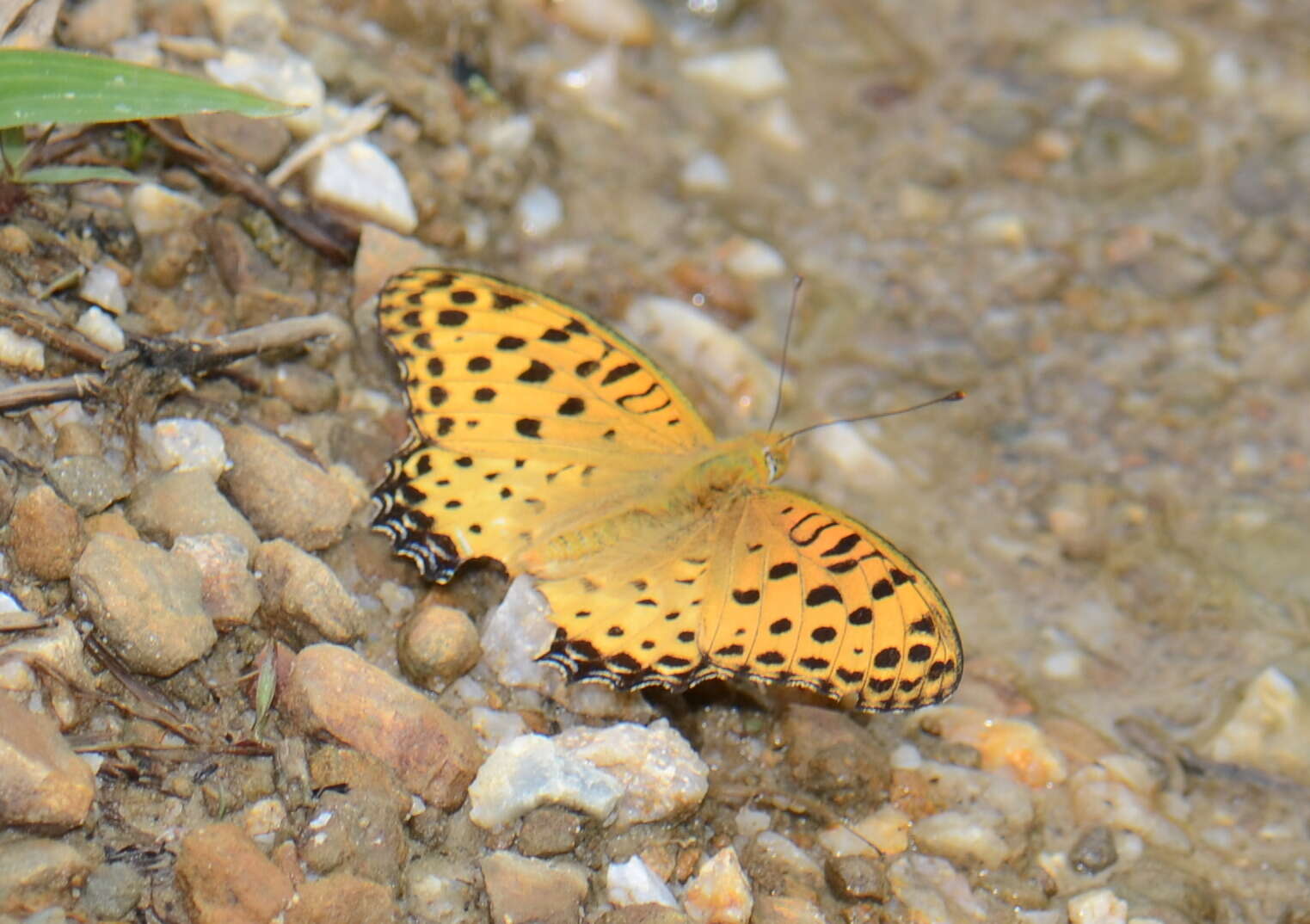 Image of Argynnis hyperbius