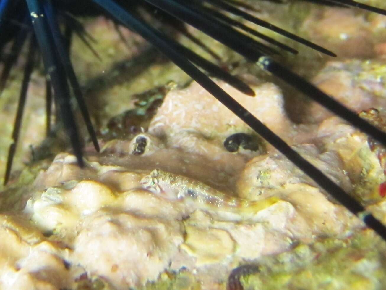 Image of Blackstripe clingfish